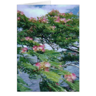 Flores de mimosa y vistas al agua