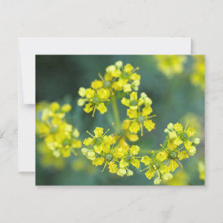 Flores de Mostaza, Tarjeta de Felicitación