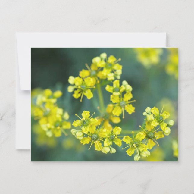 Flores de Mostaza, Tarjeta de Felicitación (Anverso)