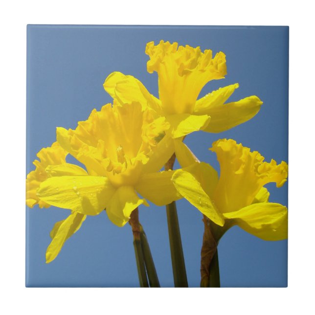 Flores de Narciso Amarillo Arte en Baldosa Narciso (Frente)