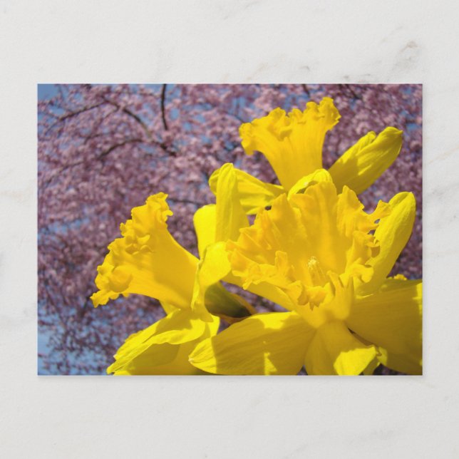 Flores de narciso amarillo Tarjetas postales Flor  (Anverso)