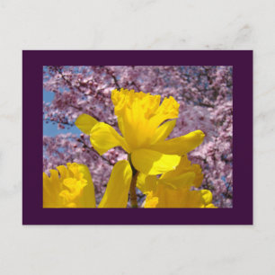 Flores de Narciso Tarjetas Postales de Primavera F