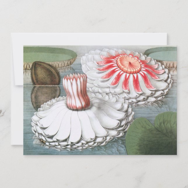 Flores de Nenúfares Antiguos en un Estanque de Jar (Anverso)