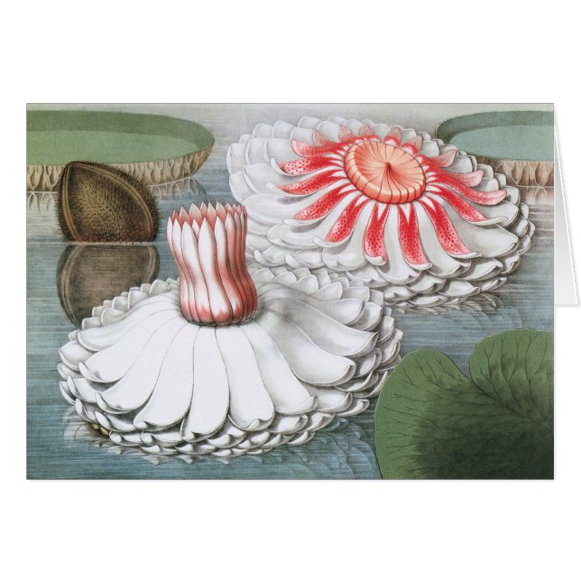 Flores de nenúfares en un estanque de jardín (Anverso (Horizontal))