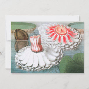 Flores de nenúfares en un estanque de jardín