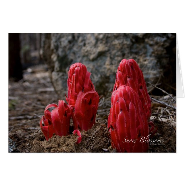 Flores de nieve (Anverso (Horizontal))