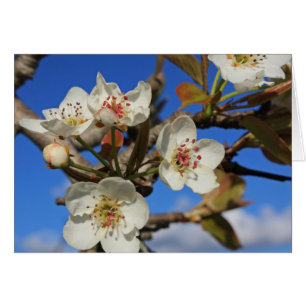 Flores de oído