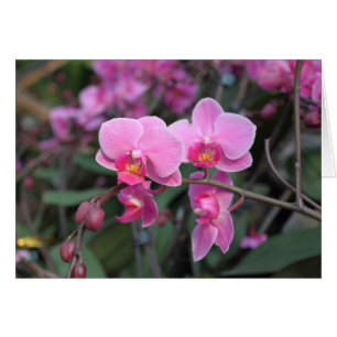 Flores de orquídea rosa bonito