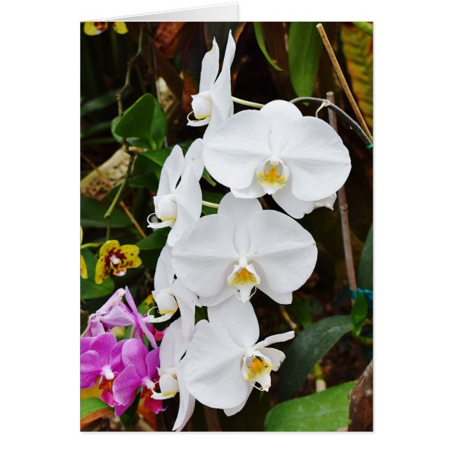 Flores de orquídeas blancas (Frente)