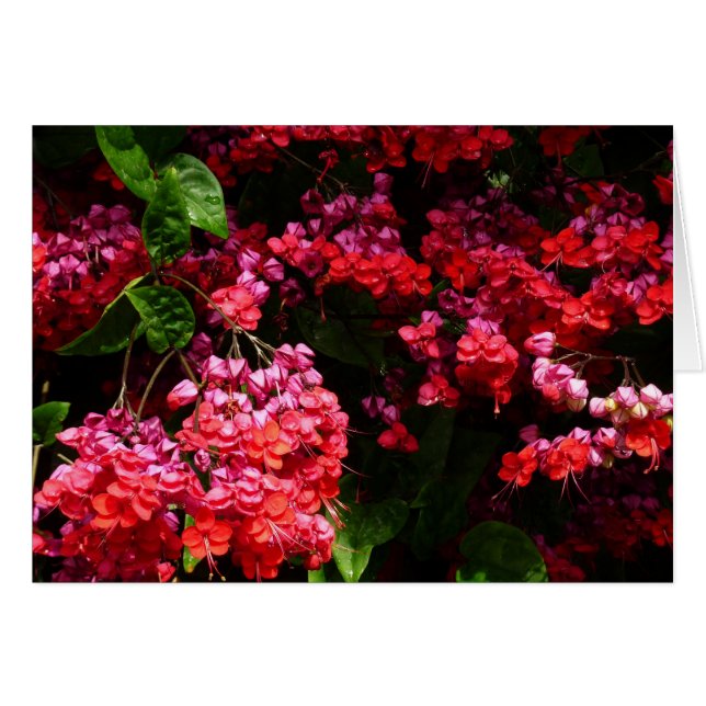 Flores de pagoda coloridas rojas y rosadas (Anverso (Horizontal))