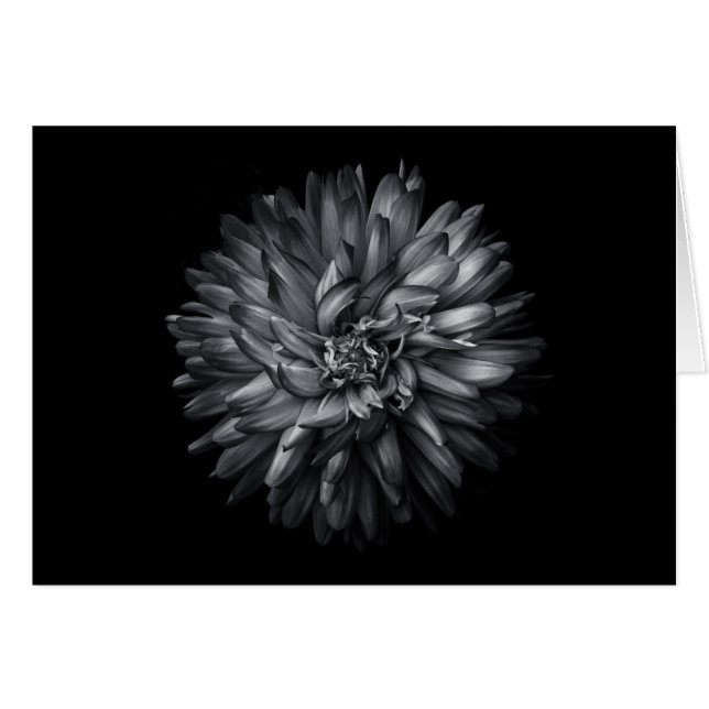 Flores De Patio Trasero En Blanco Y Negro 20 (Anverso (Horizontal))