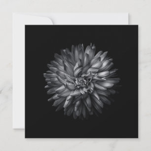 Flores De Patio Trasero En Blanco Y Negro 20