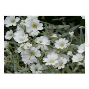 Flores de Petal blanco con tarjeta intermedia amar