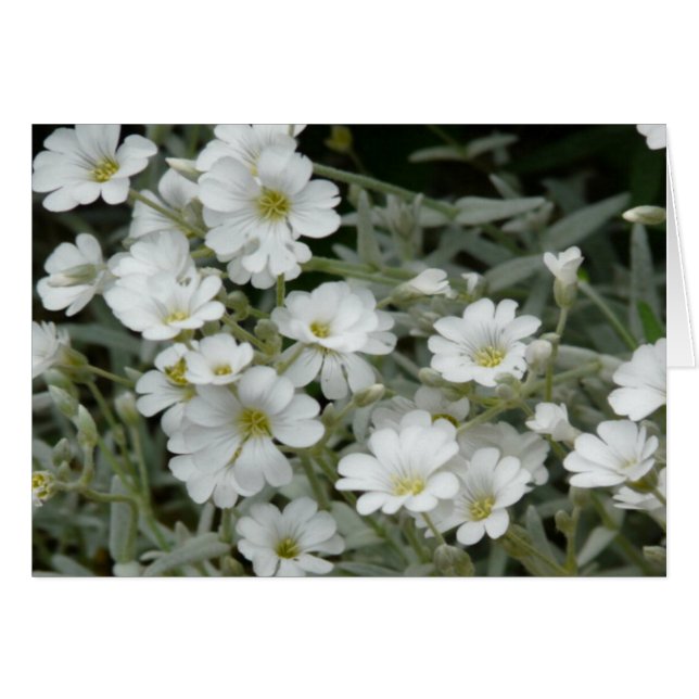 Flores de Petal blanco con tarjeta intermedia amar (Anverso (Horizontal))