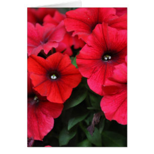 Flores de petunia rojas