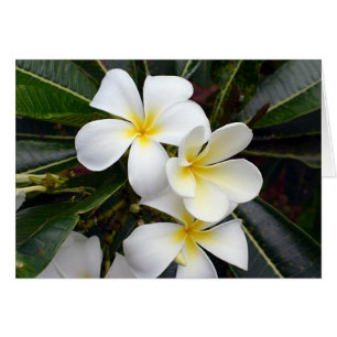 Flores de Plumeria blanca y amarilla