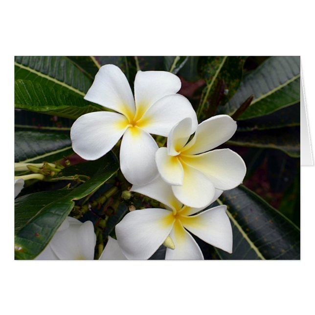 Flores de Plumeria blanca y amarilla (Anverso (Horizontal))