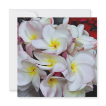 Flores de Plumeria de Bordes Rosados – Nota Floral