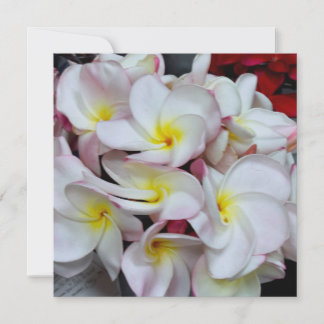 Flores de Plumeria de Bordes Rosados – Nota Floral