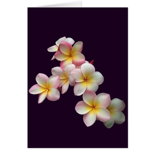 Flores de plumeria en morado oscuro (Frente)