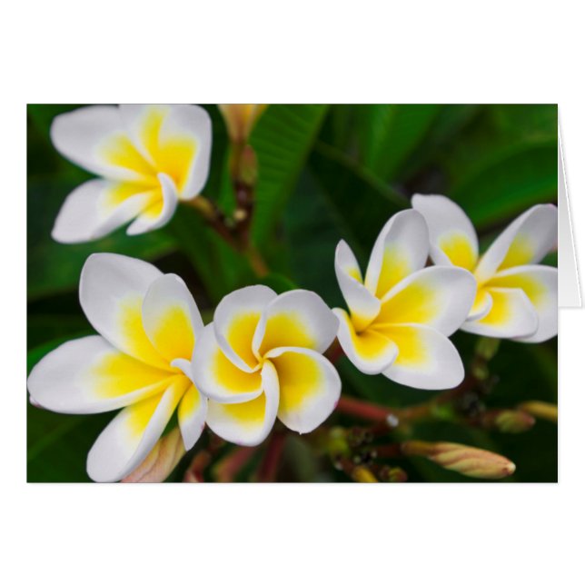 Flores de plumeria en primer plano, Hawái (Anverso (Horizontal))