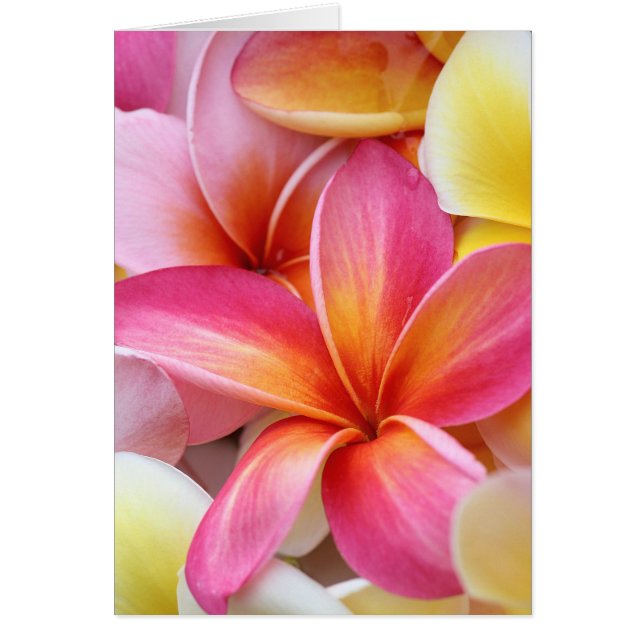 Flores de plumeria frangipani rosa morada amarillo (Frente)