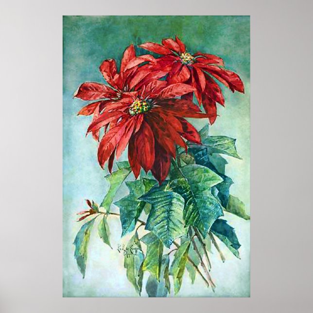 Flores de Poinsettia Rojas Póster de Pintura Vinta (Frente)
