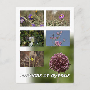 Flores de postal de Chipre