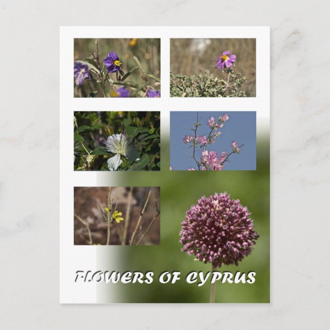 Flores de postal de Chipre (Anverso)
