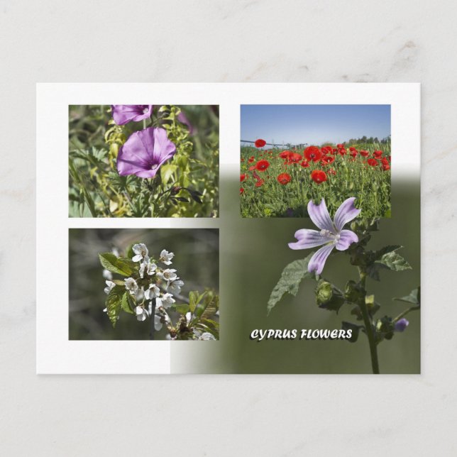 Flores de postal de Chipre (Anverso)