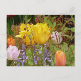 Flores De Postales De Ternera