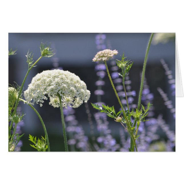 Flores de pradera (Anverso (Horizontal))