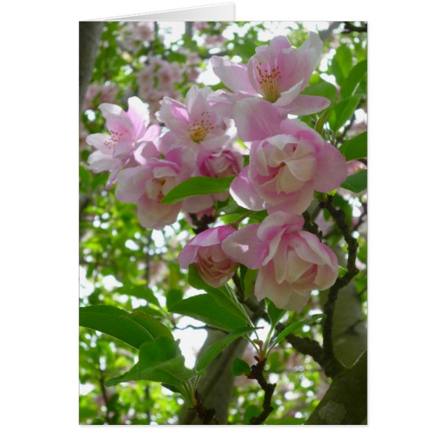 Flores de primavera (Frente)