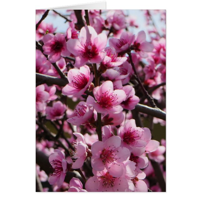 Flores de primavera (Frente)