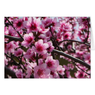 Flores de primavera