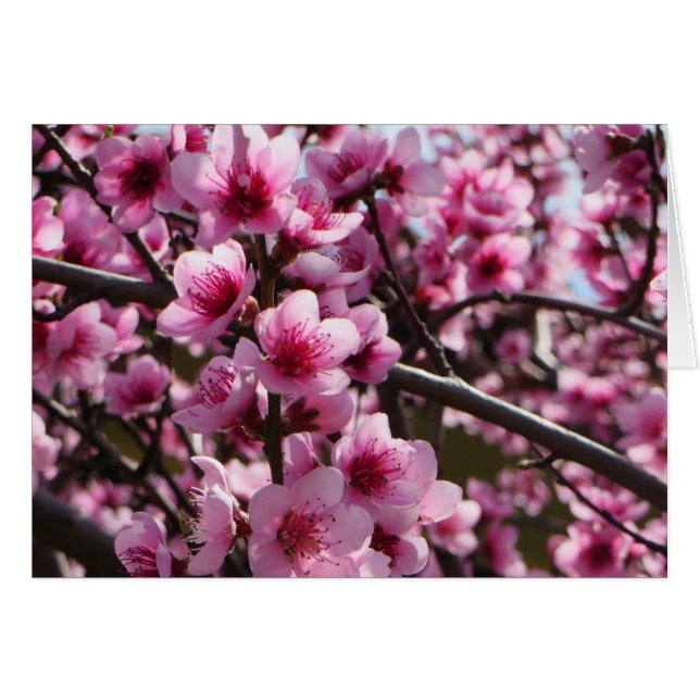 Flores de primavera (Anverso (Horizontal))