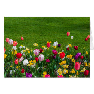 Flores de primavera