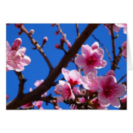 Flores de primavera