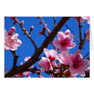 Flores de primavera