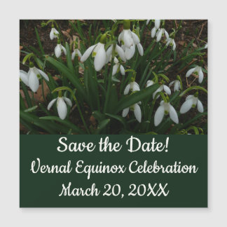 Flores de Primavera Blanca (Galanthus)