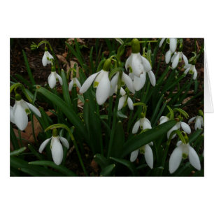 Flores de Primavera Blanca (Galanthus)