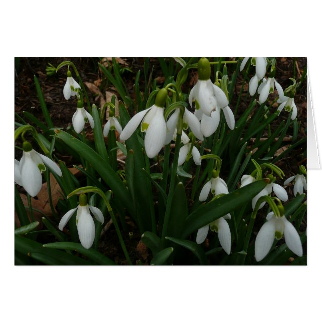 Flores de Primavera Blanca (Galanthus) (Anverso (Horizontal))
