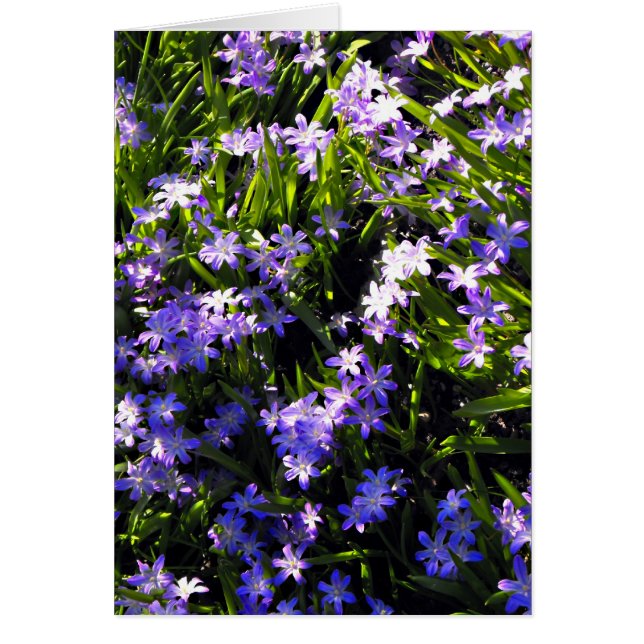 Flores de primavera de zales azules (Frente)