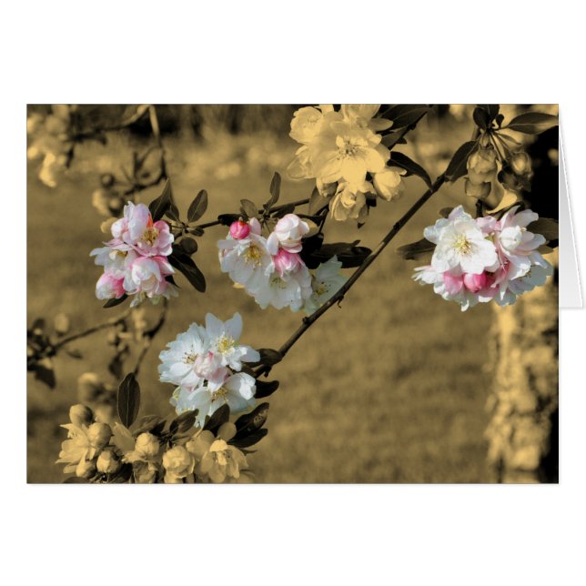 Flores De Primavera En La Tarjeta De Flor Sepia (Anverso (Horizontal))