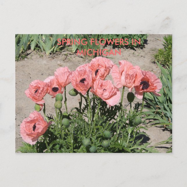 FLORES DE PRIMAVERA EN LA TARJETA DE POST MICHIGAN (Anverso)