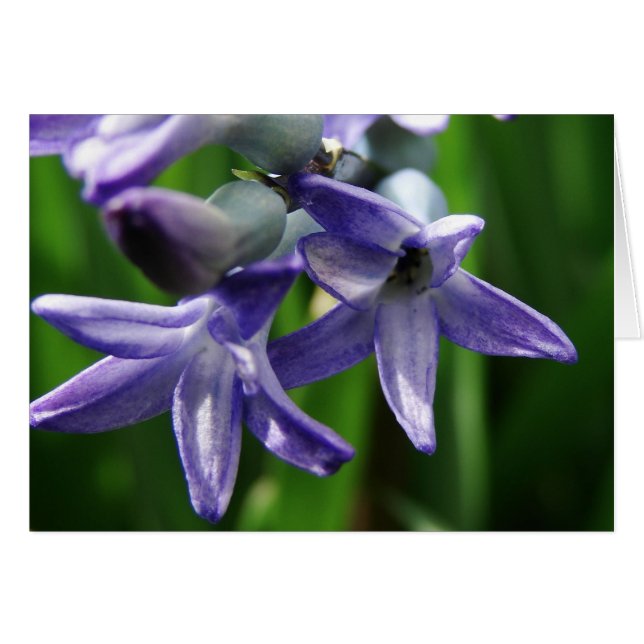 Flores de Primavera Púrpura (Anverso (Horizontal))