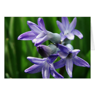 Flores de Primavera Púrpura