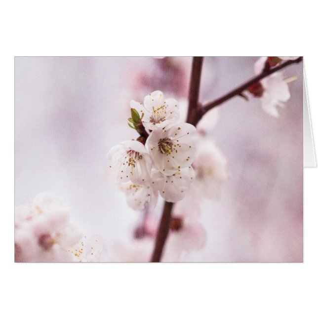 Flores de primavera rosada (Anverso (Horizontal))