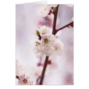 Flores de primavera rosada