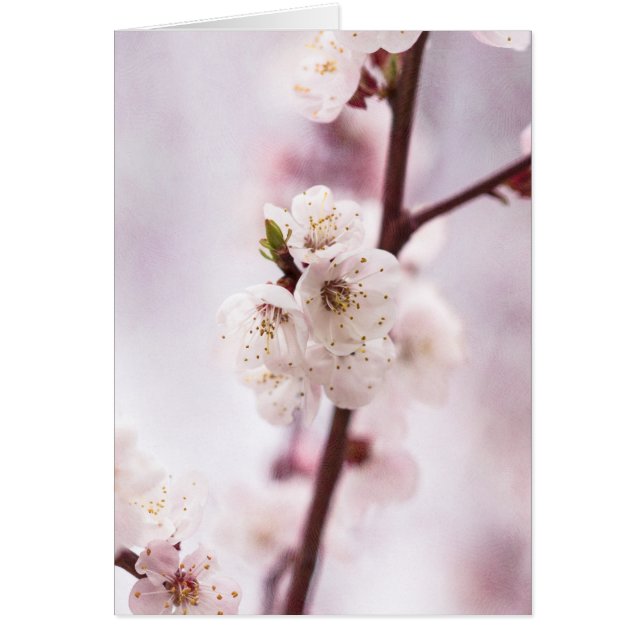 Flores de primavera rosada (Frente)